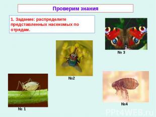Проверим знания 1. Задание: распределите представленных насекомых по отрядам.