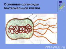 Основные органоиды бактериальной клетки