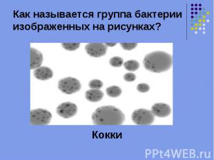 Как называется группа бактерии изображенных на рисунках? Кокки