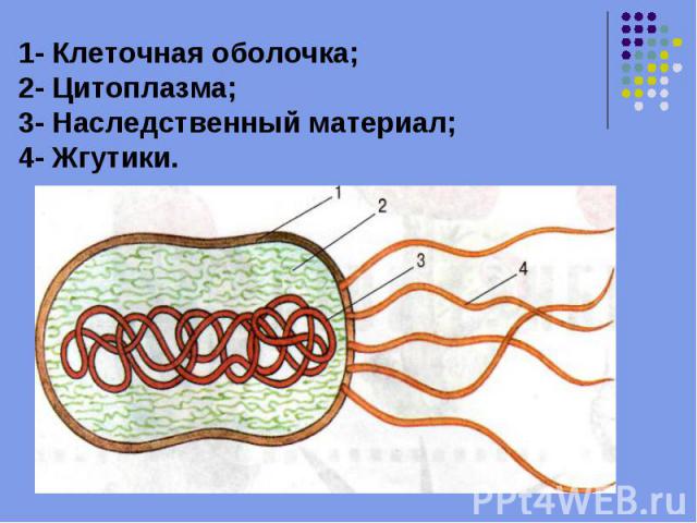 1- Клеточная оболочка;2- Цитоплазма;3- Наследственный материал;4- Жгутики.