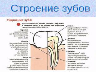 Строение зубов