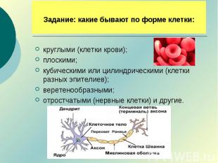Задание: какие бывают по форме клетки: круглыми (клетки крови);плоскими;кубическ