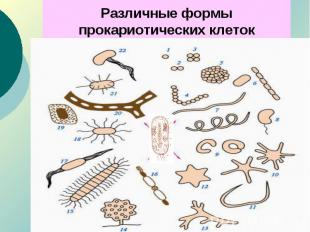 Различные формы прокариотических клеток