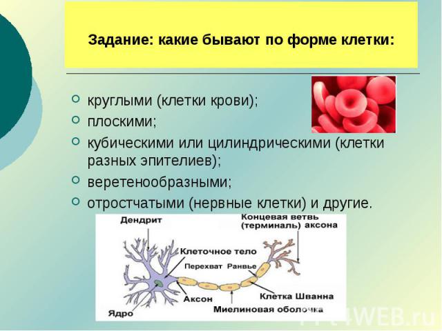 Задание: какие бывают по форме клетки: круглыми (клетки крови);плоскими;кубическими или цилиндрическими (клетки разных эпителиев);веретенообразными;отростчатыми (нервные клетки) и другие.
