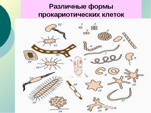 Различные формы прокариотических клеток
