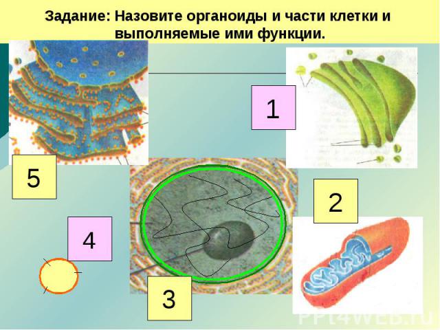 Задание: Назовите органоиды и части клетки и выполняемые ими функции.