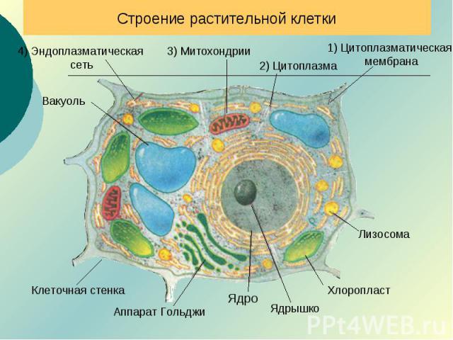 Строение растительной клетки