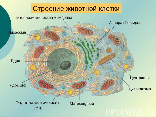 Строение животной клетки