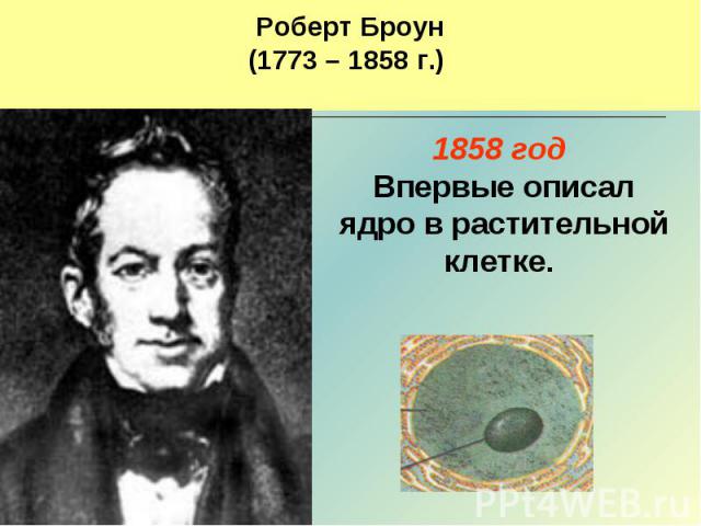 Роберт Броун(1773 – 1858 г.) 1858 год Впервые описал ядро в растительной клетке.