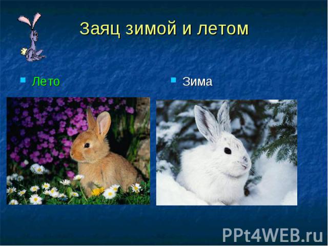 Заяц зимой и летомЛето Зима