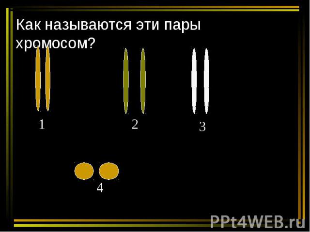 Как называются эти пары хромосом?