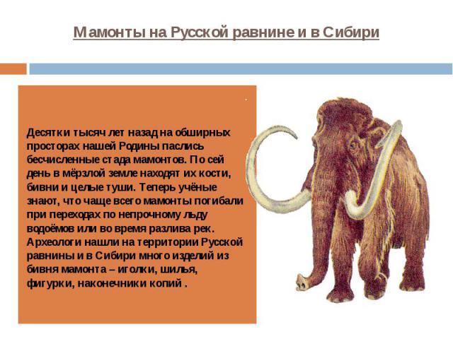 Мамонты на Русской равнине и в Сибири Десятки тысяч лет назад на обширных просторах нашей Родины паслись бесчисленные стада мамонтов. По сей день в мёрзлой земле находят их кости, бивни и целые туши. Теперь учёные знают, что чаще всего мамонты погиб…
