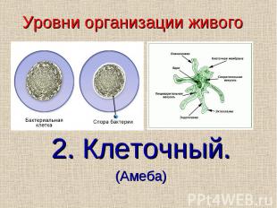 2. Клеточный.(Амеба) Уровни организации живого
