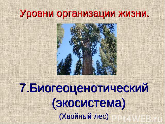 )7.Биогеоценотический (экосистема)(Хвойный лес) Уровни организации жизни.