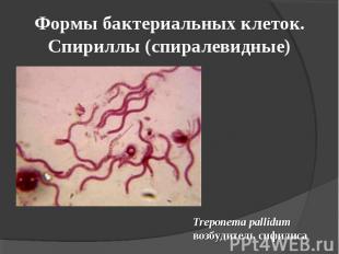 Формы бактериальных клеток. Спириллы (спиралевидные) Treponema pallidum возбудит
