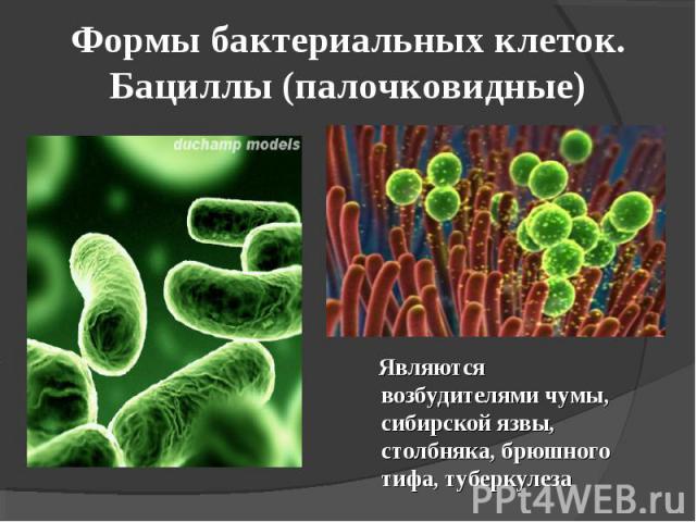 Формы бактериальных клеток. Бациллы (палочковидные) Являются возбудителями чумы, сибирской язвы, столбняка, брюшного тифа, туберкулеза