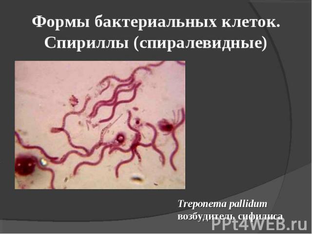 Формы бактериальных клеток. Спириллы (спиралевидные) Treponema pallidum возбудитель сифилиса