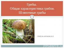 Грибы. Общая характеристика грибов. Шляпочные грибы