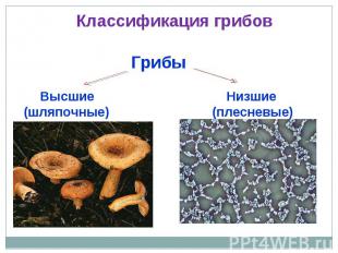 Классификация грибов ГрибыВысшие Низшие(шляпочные) (плесневые)