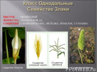 Класс ОднодольныеСемейство Злаки Цветок обоеполый. Формула: Л2Т3П(3) или (1)Соцв