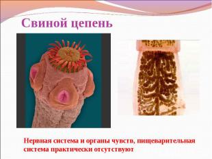 Свиной цепень Нервная система и органы чувств, пищеварительная система практичес