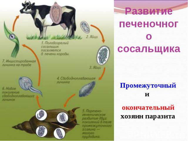 Развитие печеночного сосальщика Промежуточный и окончательный хозяин паразита