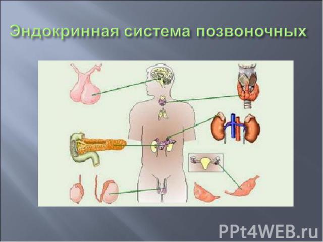 Эндокринная система позвоночных