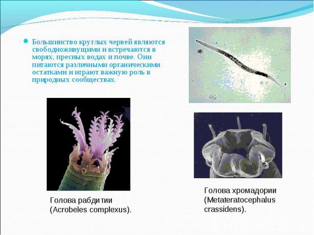 Большинство круглых червей являются свободноживущими и встречаются в морях, пресных водах и почве. Они питаются различными органическими остатками и играют важную роль в природных сообществах. Голова рабдитии (Acrobeles complexus). Голова хромадории…