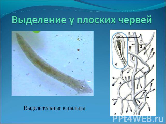 Выделение у плоских червей Выделительные канальцы