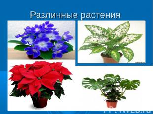 Различные растения