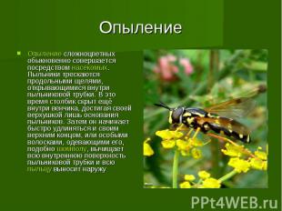 Опыление Опыление сложноцветных обыкновенно совершается посредством насекомых. П
