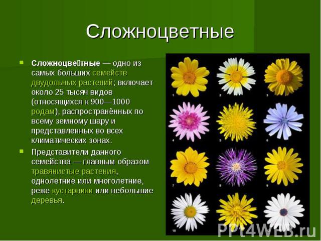 Презентация на тему Семейство сложноцветных - скачать бесплатно  презентации по Биологии