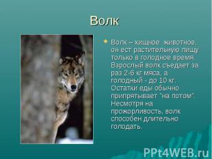 Волк Волк – хищное животное, он ест растительную пищу только в голодное время. В