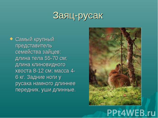 Заяц-русак Самый крупный представитель семейства зайцев: длина тела 55-70 см; длина клиновидного хвоста 8-12 см; масса 4-6 кг. Задние ноги у русака намного длиннее передних, уши длинные.