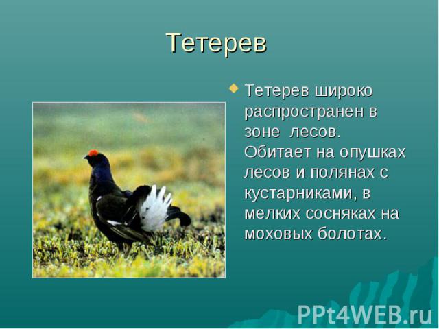 Тетерев Тетерев широко распространен в зоне лесов. Обитает на опушках лесов и полянах с кустарниками, в мелких сосняках на моховых болотах.