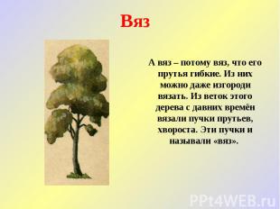 Вяз А вяз – потому вяз, что его прутья гибкие. Из них можно даже изгороди вязать