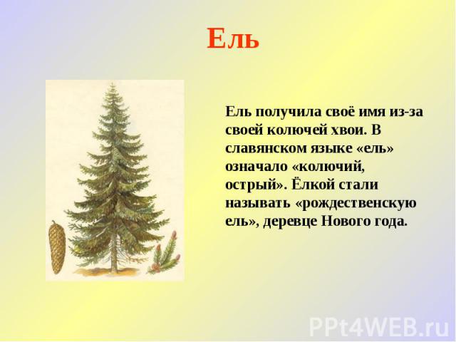 Ель Ель получила своё имя из-за своей колючей хвои. В славянском языке «ель» означало «колючий, острый». Ёлкой стали называть «рождественскую ель», деревце Нового года.