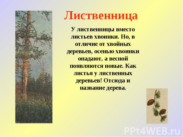 Лиственница У лиственницы вместо листьев хвоинки. Но, в отличие от хвойных деревьев, осенью хвоинки опадают, а весной появляются новые. Как листья у лиственных деревьев! Отсюда и название дерева.