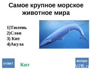 Самое крупное морское животное мира вопрос ответ Тюлень Слон Кит Акула Кит