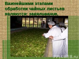 Важнейшими этапами обработки чайных листьев являются: завяливание,