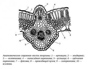Анатомическое строение листа георгины: 1 — кутикула; 2 — эпидермис; 3 -— колленх