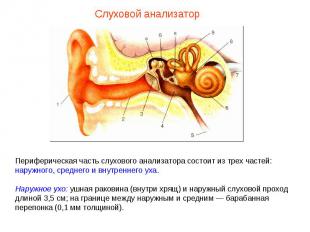 Периферическая часть слухового анализатора состоит из трех частей: наружного, ср