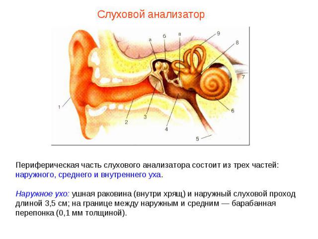 Периферическая часть слухового анализатора состоит из трех частей: наружного, среднего и внутреннего уха. Наружное ухо: ушная раковина (внутри хрящ) и наружный слуховой проход длиной 3,5 см; на границе между наружным и средним — барабанная перепонка…