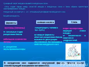 Суммарный секрет желудка называется желудочным соком . Слизь создает барьер межд
