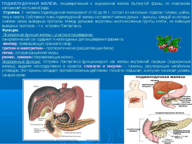 ПОДЖЕЛУДОЧНАЯ ЖЕЛЕЗА, пищеварительная и эндокринная железа. Вытянутой формы, по очертаниям напоминает кисть винограда. Строение. У человека поджелудочная железа весит от 80 до 90 г, состоит из нескольких отделов: головки, шейки, тела и хвоста. Собст…