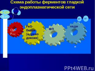 Схема работы ферментов гладкой эндоплазматической сети FeS-белок (адренодоксин)