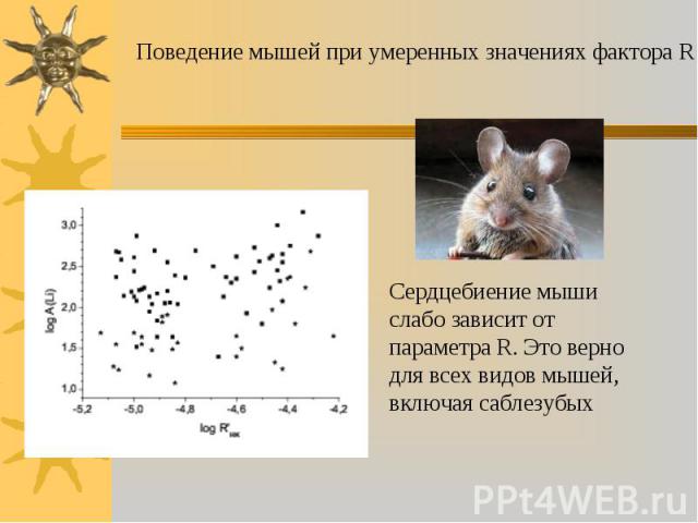 Поведение мышей при умеренных значениях фактора R Сердцебиение мыши слабо зависит от параметра R. Это верно для всех видов мышей, включая саблезубых