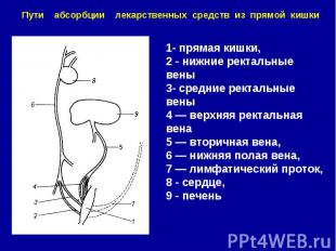 1- прямая кишки, 2 - нижние ректальные вены 3- средние ректальные вены 4 — верхн