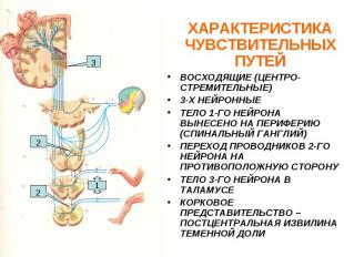 ХАРАКТЕРИСТИКА ЧУВСТВИТЕЛЬНЫХ ПУТЕЙ ВОСХОДЯЩИЕ (ЦЕНТРО-СТРЕМИТЕЛЬНЫЕ) 3-Х НЕЙРОН