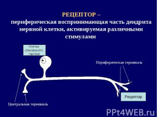 РЕЦЕПТОР – периферическая воспринимающая часть дендрита нервной клетки, активиру